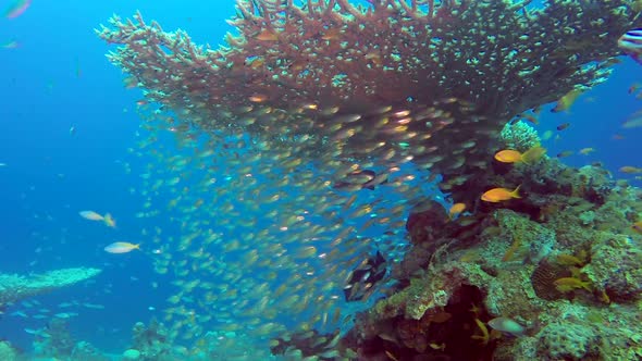 Tropical Glass-Fish