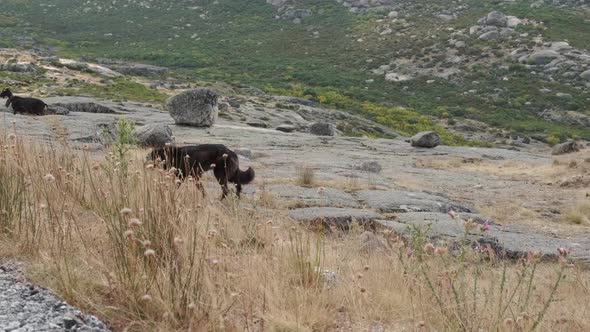 Black goat and sheepdog walking on mountain of Serra da Estrela in Portugal. Static view
