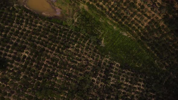 Growing coffee plants in Vietnamese farmland, aerial top down descending view