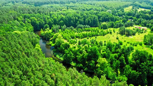Green forest and river in summer, aerial view, Poland