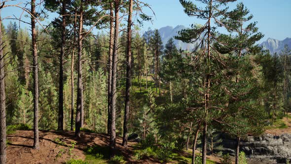 Beautiful Remote Evergreen Forest in Mountain