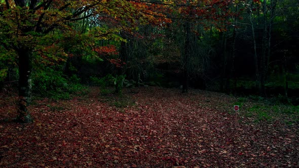 Colorful tree in the forest