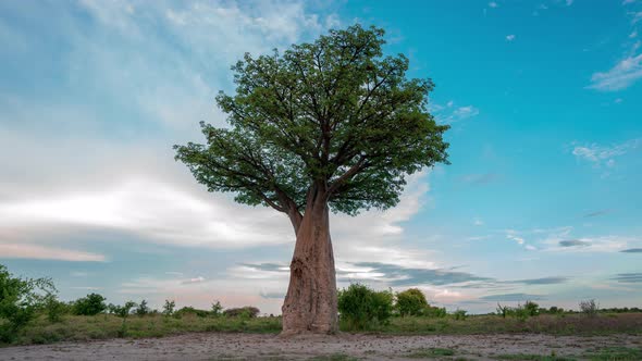 Baobab Tree At Nxai Pan National Park In Botswana. - timelapse