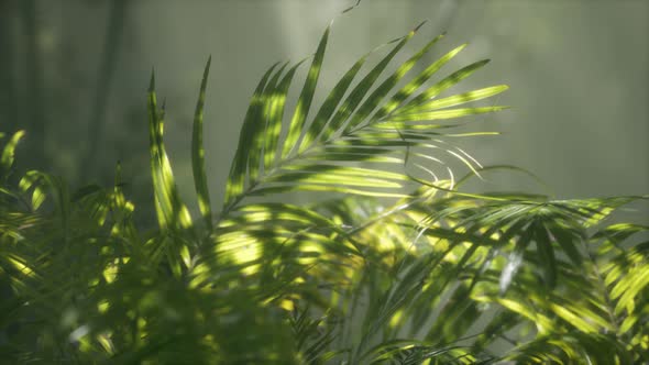 Bright Light Shining Through the Humid Misty Fog and Jungle Leaves