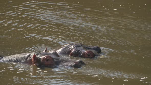 Close up of submerged hippos