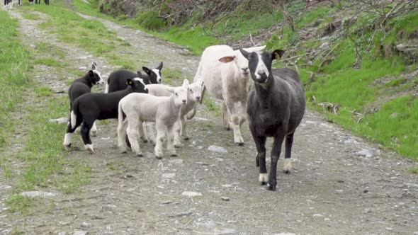 Group of suffolk and norwegian breed lamb and sheep running towards the camera_slomo