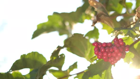 Bunch of Red Berries of Viburnum on a Background of Soft Sunlight