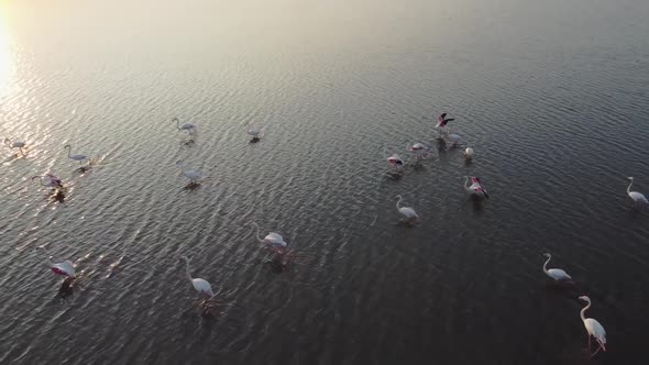 slowmotion video of Pink Flamingos taking flight at sunset from the waters of Vendicari Natural rese