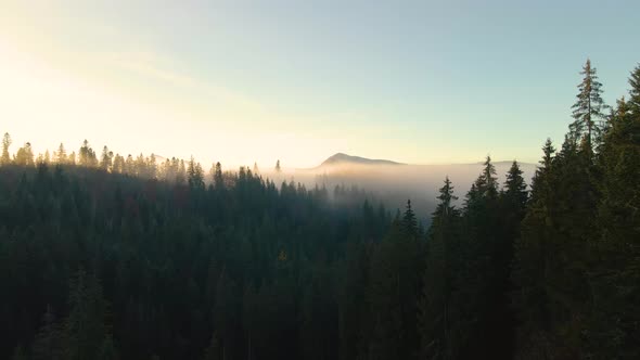 Aerial view of colorful landscape above foggy forest with pine trees covering mountain hills