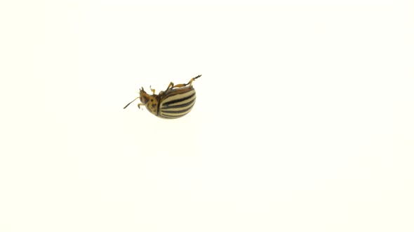 Colorado Potato Beetle Bug Walking on White Background