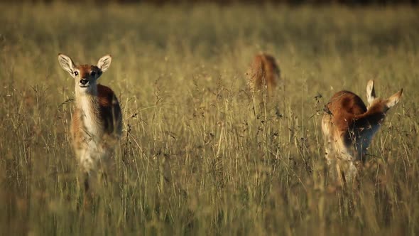 Red Lechwe Antelopes In Grassland