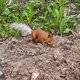 A Ginger Squirrel with a White Fluffy Tail Runs Along the Ground with a Nut in Its Mouth and Wants - VideoHive Item for Sale