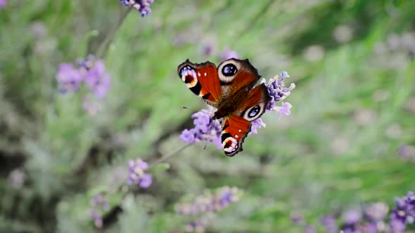 Butterfly with orange black wings is flying and sitting on lavender flower. Monarch butterfly