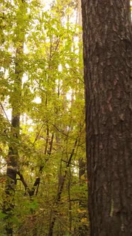 Vertical Video Trees in the Autumn Forest in the Afternoon