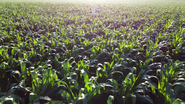 Flying Over Green Tops of Young Corn Sprouts on Sunny Morning