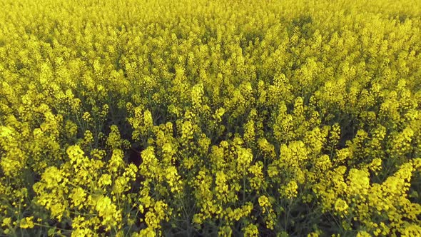 Canola Rapeseed Field. Aerial Drone Shot.