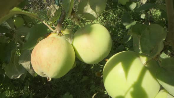 Apples growing on a tree in the garden close-up.