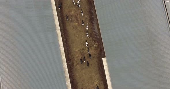 Cows Graze Behind Cattle Fence in Farm. Aerial Footage