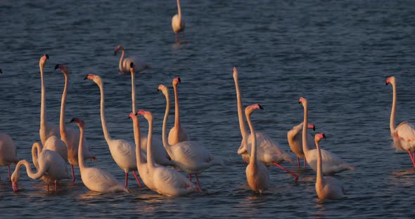 Pink flamingos during the courtship in the Camargue, France