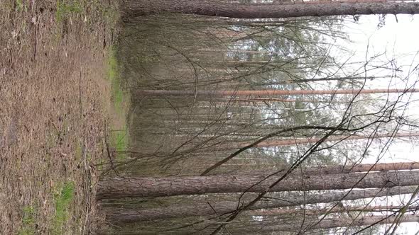 Vertical Video of a Road in the Forest Slow Motion