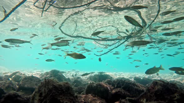 Fish swimming in very clear and transparent shallow water. Swarm of minnows moving in all directions