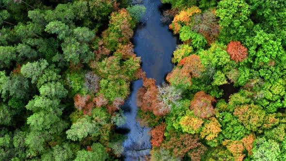 Blue river and autumn forest, aerial view