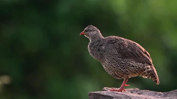 Natal francolin in Mapungubwe National park, South Africa