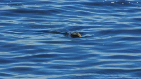 close up of a harbor seal surfacing for a breath