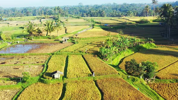 Small huts in a rural paddy field in Indonesia, with the bright sun shining down in the crops