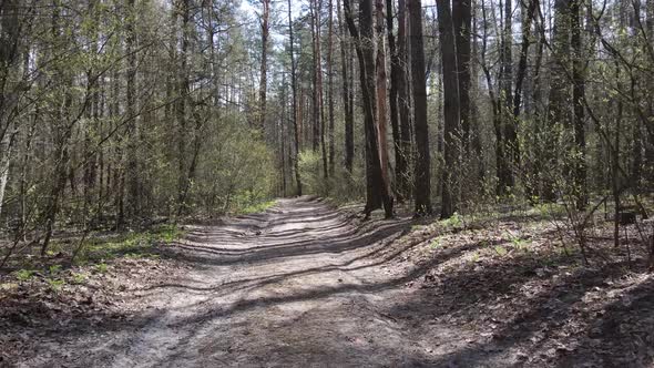 Aerial View of the Road Inside the Forest