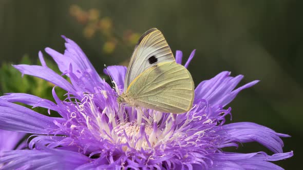 Cabbage butterfly or Large white (Pieris brassicae)