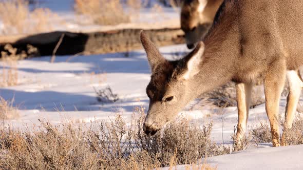 A herd of deer grazing in the Rocky Mountain National Park