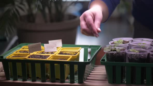 gardener puts on shelf box with young sprouts of flowers under ultraviolet lamp.