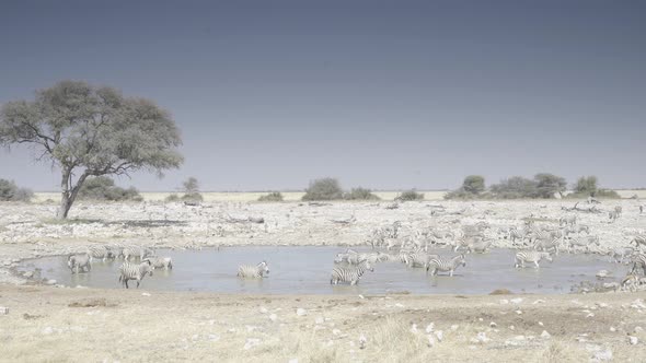 Gathering of Zebras