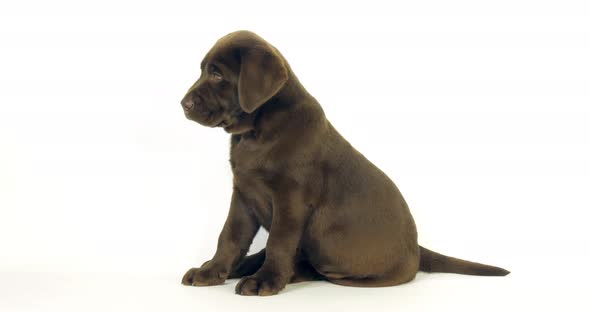 Brown Labrador Retriever, Puppy Yawning on White Background, Normandy, Slow Motion 4K