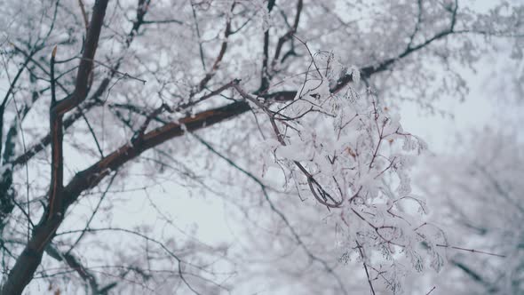 Branches with Snow Against Blurred High Tree and Grey Sky
