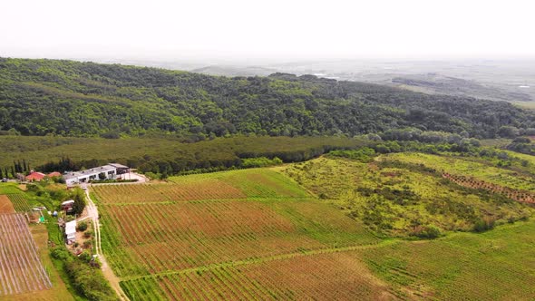 Aerial Drone View Over Vineyards Towards Agricultural Fields During Sunset