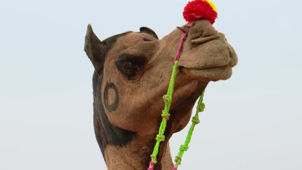 Camels at the Pushkar Fair, Also Called the Pushkar Camel Fair