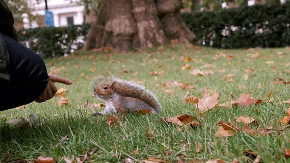 Cute Little Squirrel with Peanut in London Park