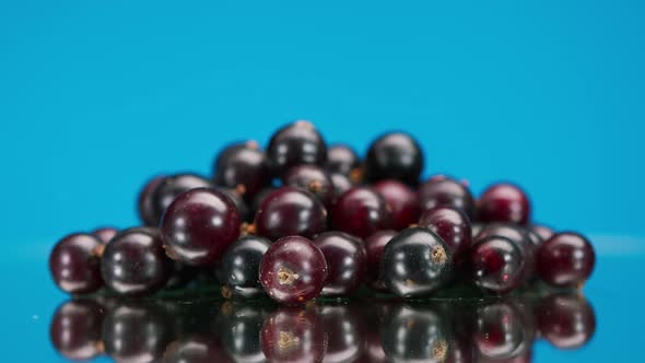 Closeup of Rotating Ripe Black and Red Currants Isolated on Blue Background Making Jam of Fruits and