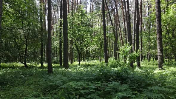 Trees in the Forest By Summer Day