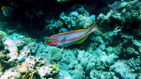 Coral Reef in the Red Sea Underwater Colorful Tropical