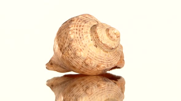 Round Sea Shell on White, Rotation, Reflection, Close Up