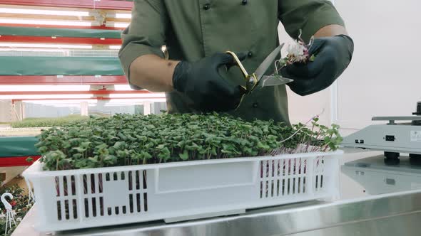 Heap of Beet Micro Greens on Table Background