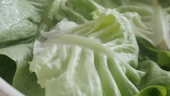 Healthy  Lactuca sativa lettuce  4K slow pan video
