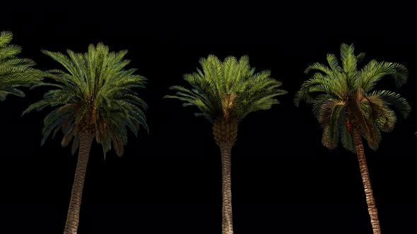 Through Palm Leaves alt