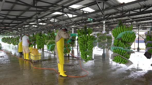 Banana Cleaning