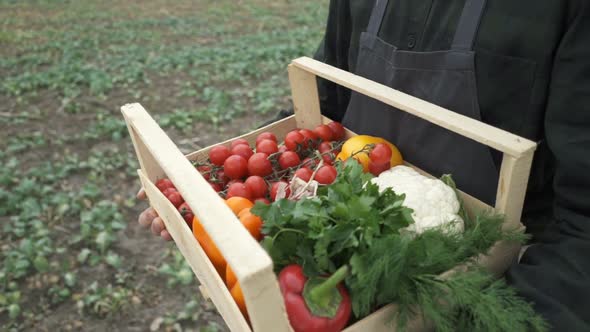 Farmer Holding a Box of Freshly Picked Organic Vegetables