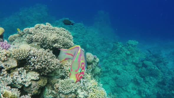 A Curious Klunzingers Wrasse Fish Floats on the Background of Magnificent Corals in the Red Sea