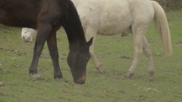 White and brown horse grazing in a field